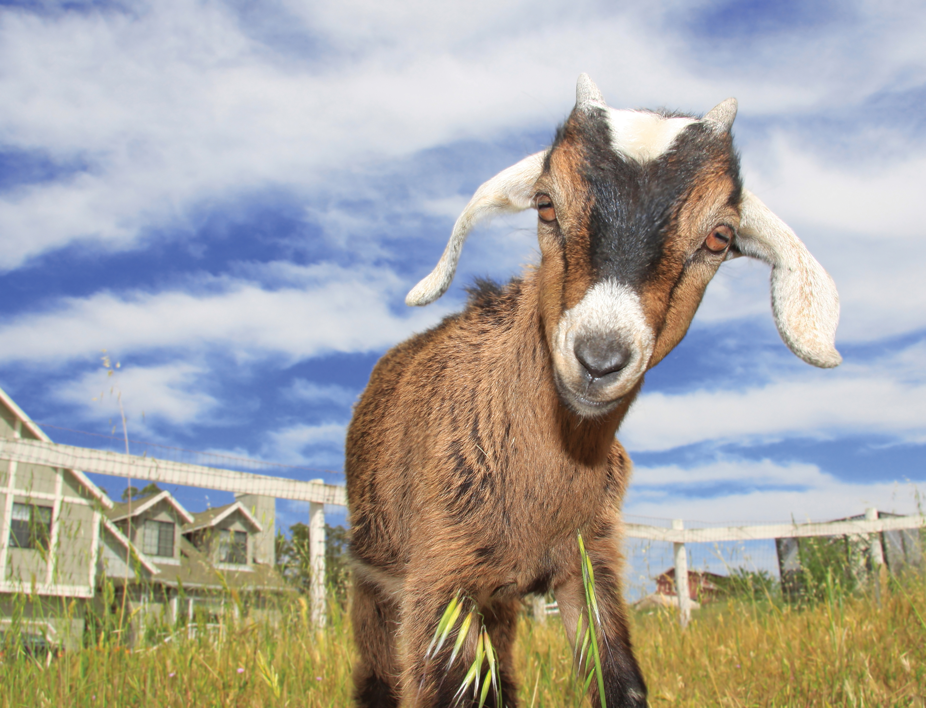 why-goats-make-great-pets