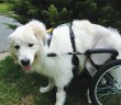 white dog in wheel chair