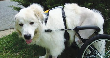 white dog in wheel chair