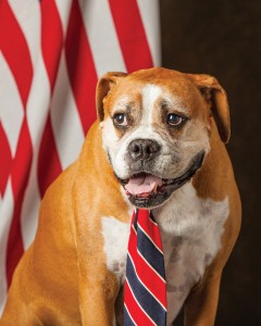 Dog with Tie