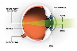 anatomy of lens