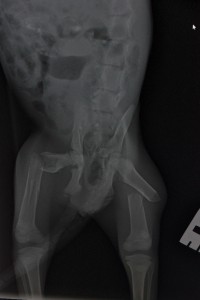 Image 3 Fractures of both femurs of a kitten.
