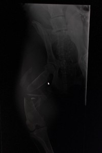 Image 1 Minimally displaced fracture of the foreleg of a young dog. This fracture would heal well with a splint or cast.