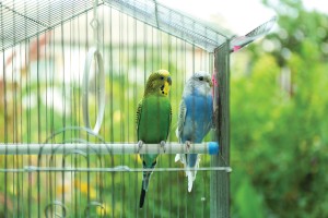 Cute colorful budgies in cage, outdoors