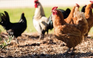 Backyard chickens are at risk of bird flu too.