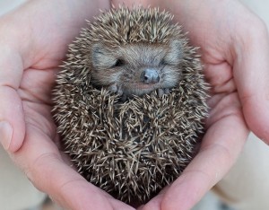 Hedgehogs are nocturnal, so if before adopting one, consider where you'll set up his home.