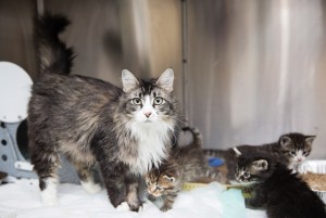 During kitten season, Best Friends opens up the kitten nursery.