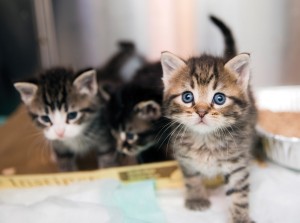 Older kittens practice their "look cute" adoption skills.