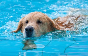 Aquatic Therapy can help dogs by taking pressure off joints while increasing heart rates.