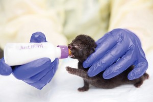 Newborn kittens are cared for by volunteers and staff at the Best Friends' Kitten Nursery.