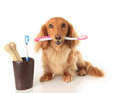 Home Dental Care for your Pet