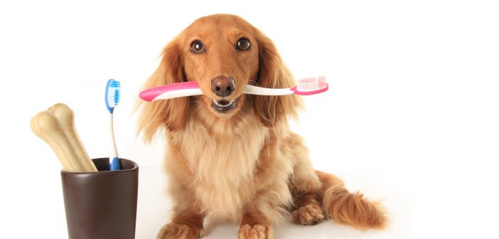Home Dental Care for your Pet
